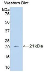 IFNA4 Antibody in Western Blot (WB)