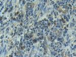 IL1R1 Antibody in Immunohistochemistry (Paraffin) (IHC (P))