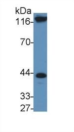 IL11RA Antibody in Western Blot (WB)