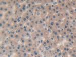 IL-25 Antibody in Immunohistochemistry (Paraffin) (IHC (P))