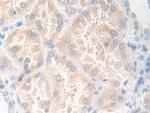 KLK11 Antibody in Immunohistochemistry (Paraffin) (IHC (P))