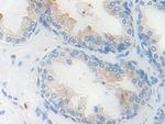 KLK11 Antibody in Immunohistochemistry (Paraffin) (IHC (P))