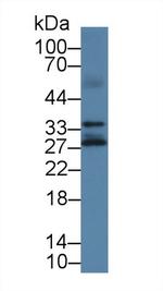 Kallikrein 14 Antibody in Western Blot (WB)