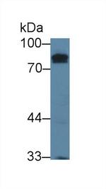 KELL Antibody in Western Blot (WB)