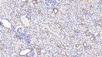 LDHB Antibody in Immunohistochemistry (Paraffin) (IHC (P))