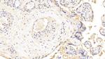 LDHB Antibody in Immunohistochemistry (Paraffin) (IHC (P))