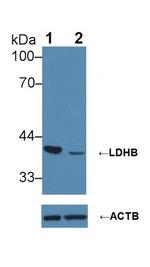 LDHB Antibody in Western Blot (WB)