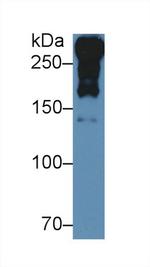 Laminin alpha-1 Antibody in Western Blot (WB)