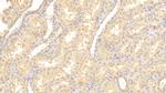 VIP36 Antibody in Immunohistochemistry (Paraffin) (IHC (P))