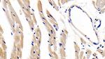 LEPR Antibody in Immunohistochemistry (Paraffin) (IHC (P))