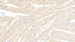 LEPR Antibody in Immunohistochemistry (Paraffin) (IHC (P))