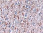 TDH Antibody in Immunohistochemistry (Paraffin) (IHC (P))