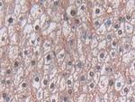 TDH Antibody in Immunohistochemistry (Paraffin) (IHC (P))