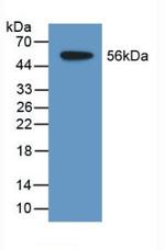 TDH Antibody in Western Blot (WB)