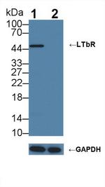 LTBR Antibody in Western Blot (WB)