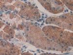 KARS Antibody in Immunohistochemistry (Paraffin) (IHC (P))