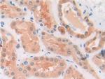 MIF Antibody in Immunohistochemistry (Paraffin) (IHC (P))