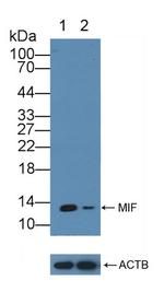 MIF Antibody in Western Blot (WB)