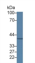 MPI Antibody in Western Blot (WB)