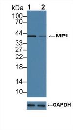 MPI Antibody in Western Blot (WB)