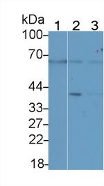 MMP14 Antibody in Western Blot (WB)