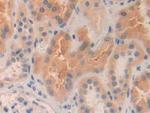 MMP24 Antibody in Immunohistochemistry (Paraffin) (IHC (P))