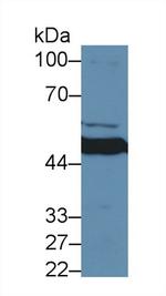 MMP24 Antibody in Western Blot (WB)