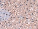 MAT2A Antibody in Immunohistochemistry (Paraffin) (IHC (P))