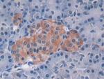 MAT2A Antibody in Immunohistochemistry (Paraffin) (IHC (P))