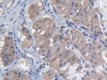 MARS Antibody in Immunohistochemistry (Paraffin) (IHC (P))