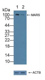 MARS Antibody in Western Blot (WB)