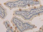 MUC2 Antibody in Immunohistochemistry (Paraffin) (IHC (P))