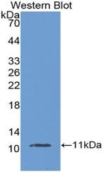 MUC2 Antibody in Western Blot (WB)