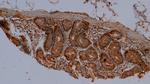 MUC2 Antibody in Immunohistochemistry (Paraffin) (IHC (P))