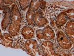 MUC2 Antibody in Immunohistochemistry (Paraffin) (IHC (P))