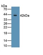 MUC2 Antibody in Western Blot (WB)