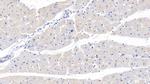 MYH7 Antibody in Immunohistochemistry (Paraffin) (IHC (P))