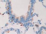 Myostatin Antibody in Immunohistochemistry (Paraffin) (IHC (P))