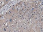 NAGLU Antibody in Immunohistochemistry (Paraffin) (IHC (P))