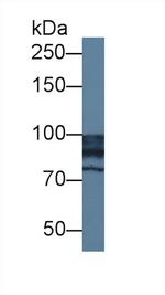 NAGLU Antibody in Western Blot (WB)