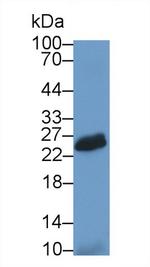 CD336 (NKp44) Antibody in Western Blot (WB)