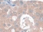 Nesprin 2 Antibody in Immunohistochemistry (Paraffin) (IHC (P))