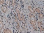 NOSIP Antibody in Immunohistochemistry (Paraffin) (IHC (P))