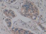 NOSIP Antibody in Immunohistochemistry (Paraffin) (IHC (P))