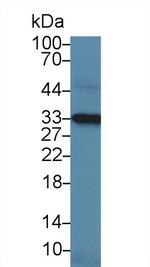 NOSIP Antibody in Western Blot (WB)