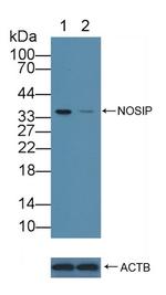 NOSIP Antibody in Western Blot (WB)