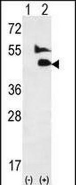 BMP9 Antibody in Western Blot (WB)