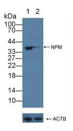 NPM1 Antibody in Western Blot (WB)