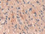 OIT3 Antibody in Immunohistochemistry (Paraffin) (IHC (P))