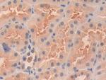 OIT3 Antibody in Immunohistochemistry (Paraffin) (IHC (P))